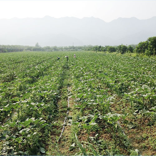 河南濮陽基地種植基地深圳市七畝地農產品實業有限公司