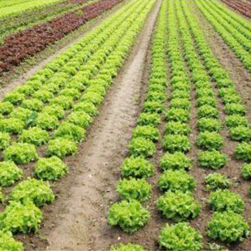 種植基地種植基地深圳市七畝地農產品實業有限公司